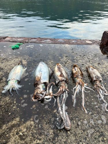 アオリイカの釣果