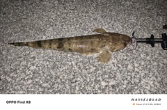 ミナミマゴチの釣果