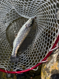 ニジマスの釣果