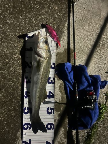 釣果