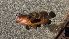 キジハタの釣果