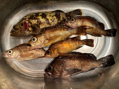 メバルの釣果