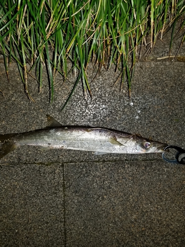 カマスの釣果