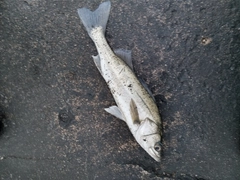 セイゴ（マルスズキ）の釣果