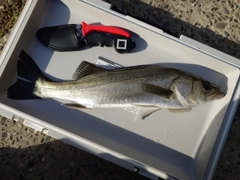 セイゴ（マルスズキ）の釣果