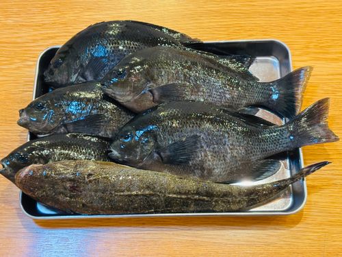 グレの釣果