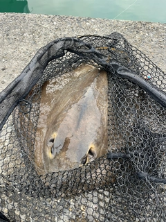 アカエイの釣果