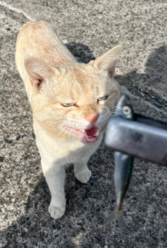 ウルメイワシの釣果