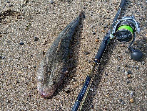 マゴチの釣果