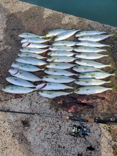 コゾクラの釣果