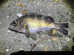 メバルの釣果