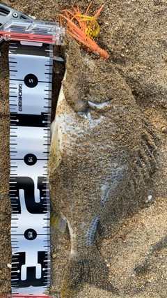 キビレの釣果