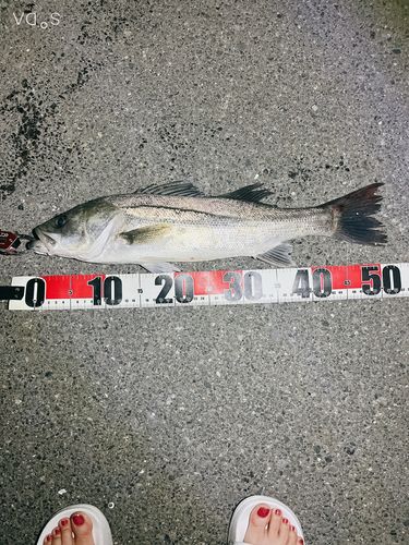 シーバスの釣果
