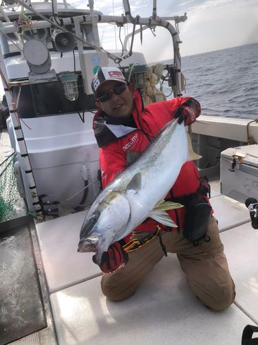 ヒラマサの釣果