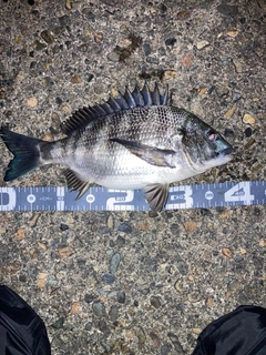 クロダイの釣果