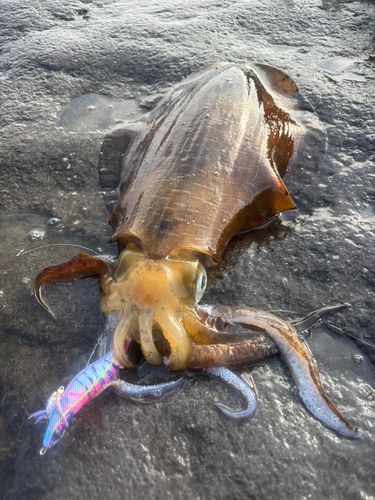 神奈川県で釣れたアオリイカの釣り・釣果情報 - アングラーズ | 釣果