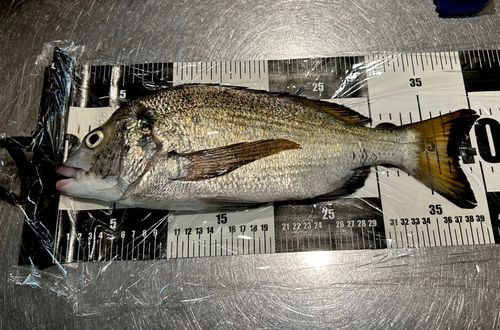 チヌの釣果