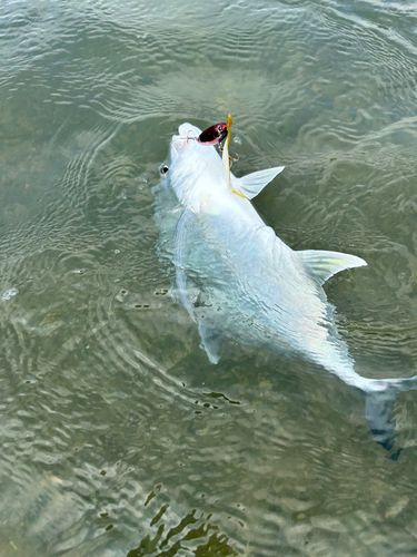 ガーラの釣果