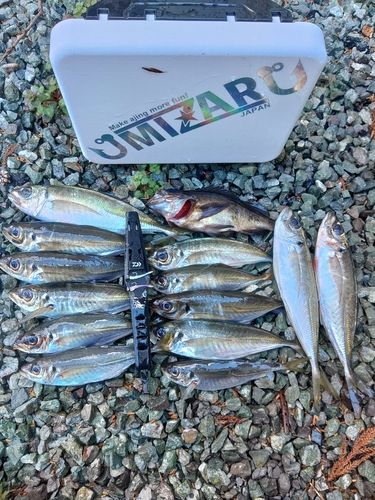 アジの釣果