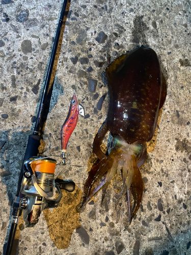 アオリイカの釣果