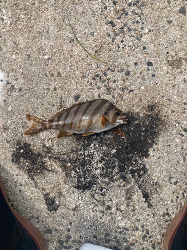 タカノハダイの釣果