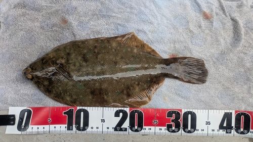 カレイの釣果