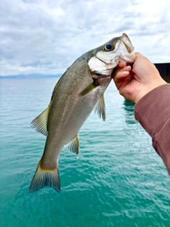 セイゴ（ヒラスズキ）の釣果