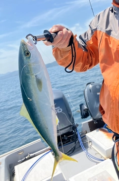 ツバスの釣果