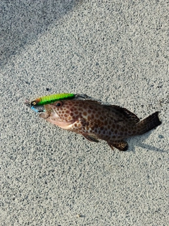 オオモンハタの釣果