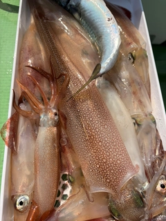 マルイカの釣果