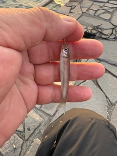 チアユの釣果