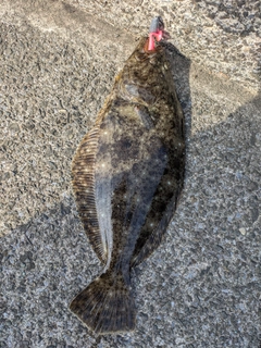 ソゲの釣果