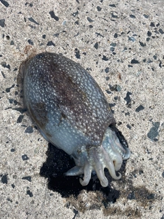 シリヤケイカの釣果