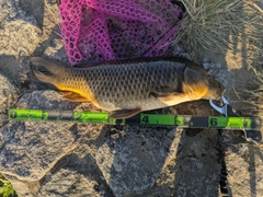 コイの釣果