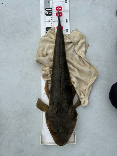 マゴチの釣果