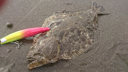 ヒラメの釣果