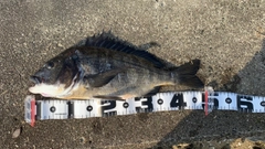 チヌの釣果