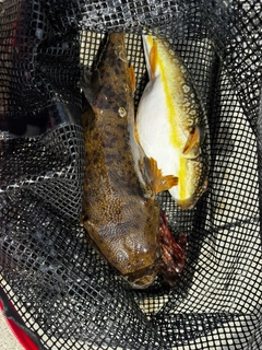 アカメフグの釣果