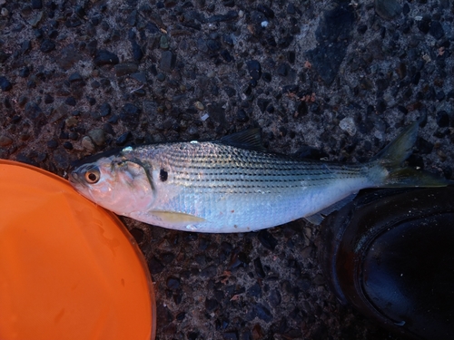 コノシロの釣果