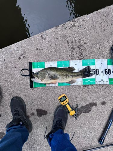 ブラックバスの釣果