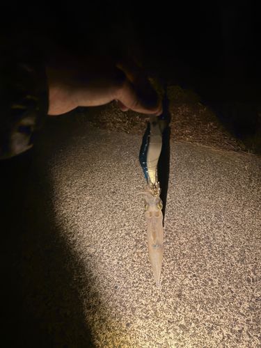 ヤリイカの釣果
