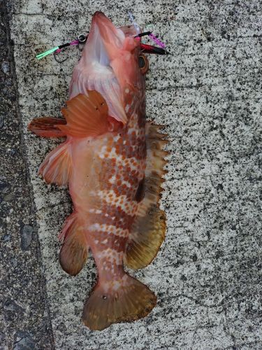アコウの釣果