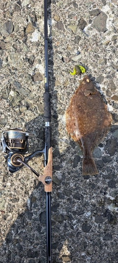 カレイの釣果