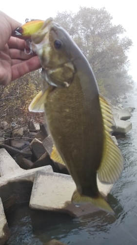 スモールマウスバスの釣果