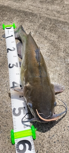 アメリカンキャットフィッシュの釣果