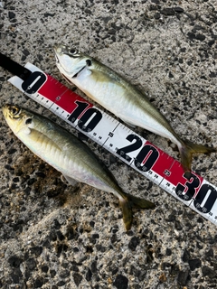 マアジの釣果