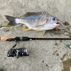 キビレの釣果