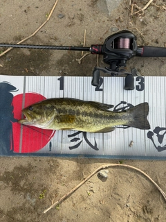 ラージマウスバスの釣果