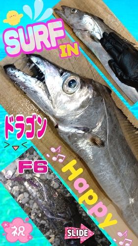 タチウオの釣果