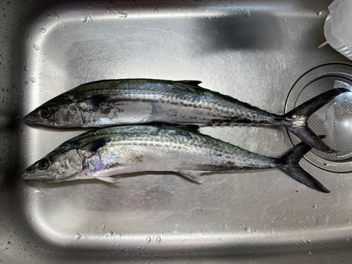サゴシの釣果